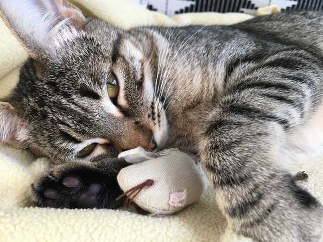 Minnie cuddling a toy mouse