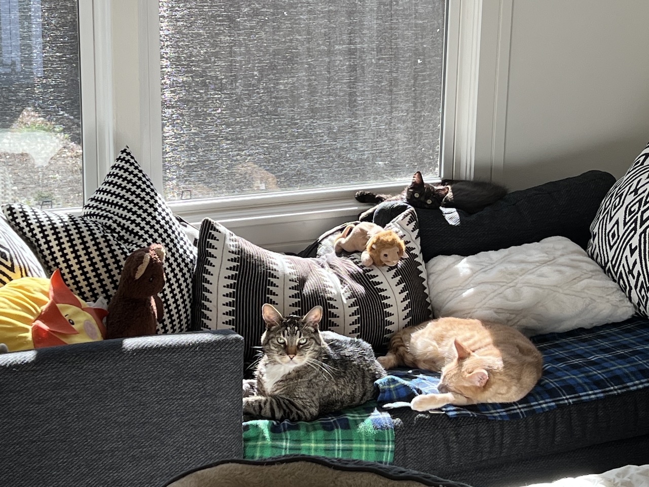 Three kitties enjoying a sunbeam on the daybed