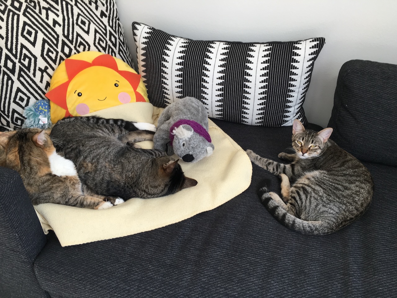 Three cats relaxing on a dark gray daybed