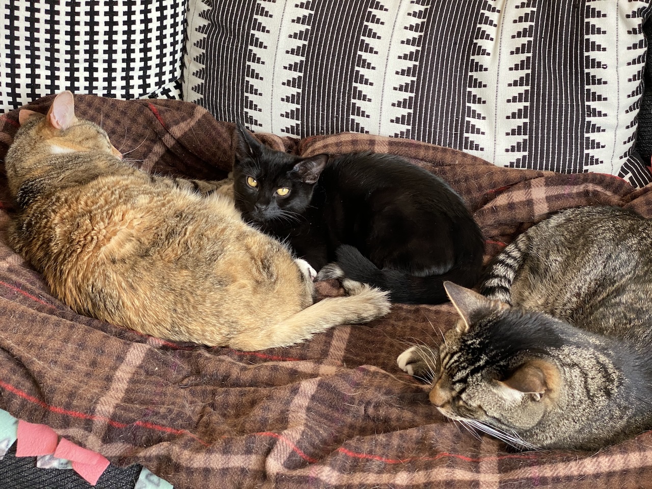Three cats in close proximity on a daybed